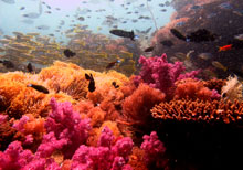 coraux couleurs