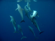 dauphins nosy be