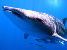 requin-baleine-nosy-be